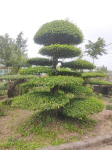 Sanh Nam Điền dáng trực