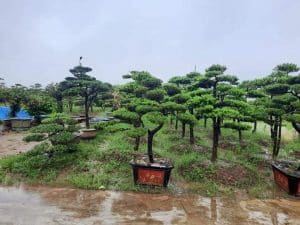 Cây Tùng La Hán dáng trực