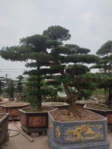 Cây Tùng La Hán dáng trực đẹp