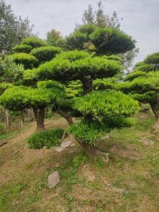 Cây Tùng La Hán dáng trực đẹp