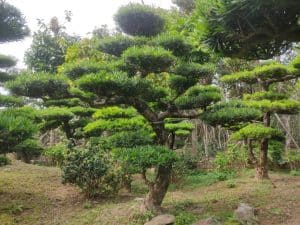 Cây Tùng La Hán dáng trực đẹp