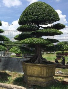 Sanh Bonsai dáng trực 9 tán, 11 tán - Sanh Nam Điền lá nhỏ