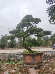 Cây Tùng La Hán dáng trực đẹp