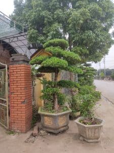 Cây Tùng La Hán dáng trực đẹp