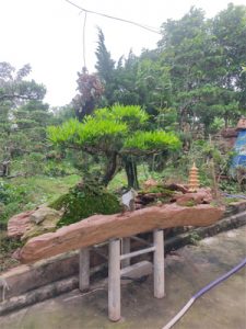 tùng la hán bonsai