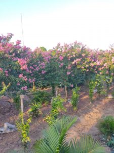 Tường Vi thân tree
