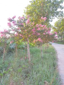 Tường Vi thân tree