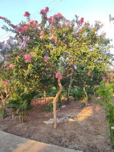 Tường Vi thân tree