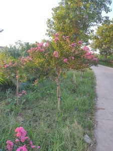 Tường Vi thân tree
