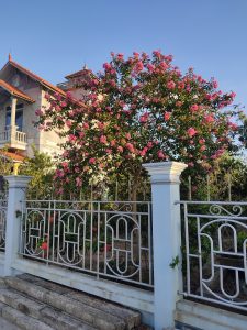 Tường Vi thân tree