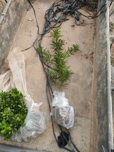 Cây Giống Tùng La Hán