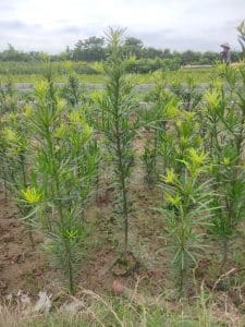 Cây Giống Tùng La Hán