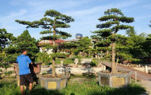 Cây Tùng La Hán đẹp