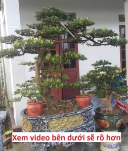 Cây Tùng La Hán đẹp