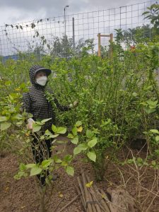 Cây Dâm Bụt Trồng Hàng Rào