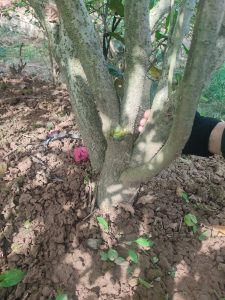 Cây Dâm Bụt Trồng Hàng Rào