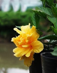 Dâm Bụt Hoa Cánh Kép