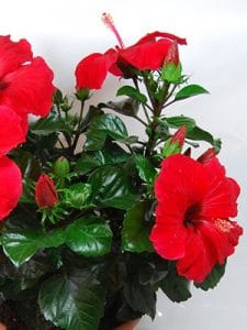 dâm bụt thái bắc