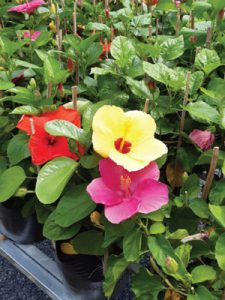 cây hoa dâm bụt thái - dâm bụt lùn