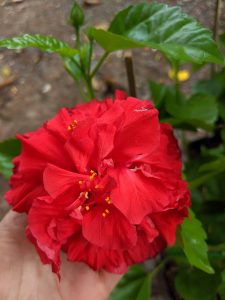 Dâm Bụt Đỏ Hoa Cánh Kép