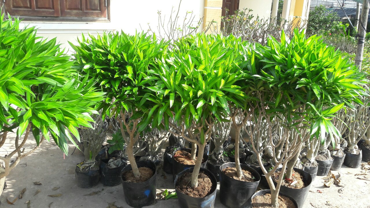 Trúc Bách Hợp - Loài cây mang ý nghĩa phong thủy và vẻ đẹp tự nhiên trong trang trí nội thất