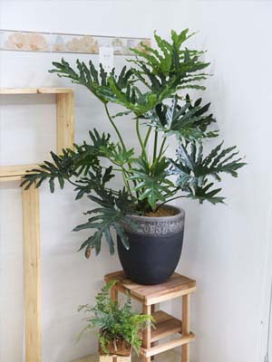 Cây Trầu Bà Thanh Xuân • Cây Cảnh Miền Bắc