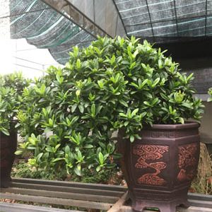 mẫu đơn Bonsai -trang thái