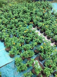 vườn cây ngũ sắc