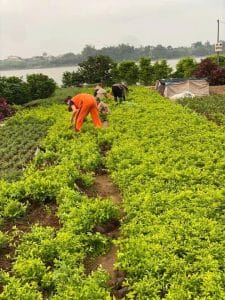 cây chuỗi ngọc cây nhà lá vườn