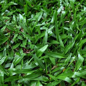 cỏ lá tre
