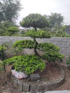 Cây Tùng La Hán dáng trực đẹp