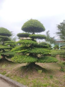 Sanh Nam Điền dáng trực