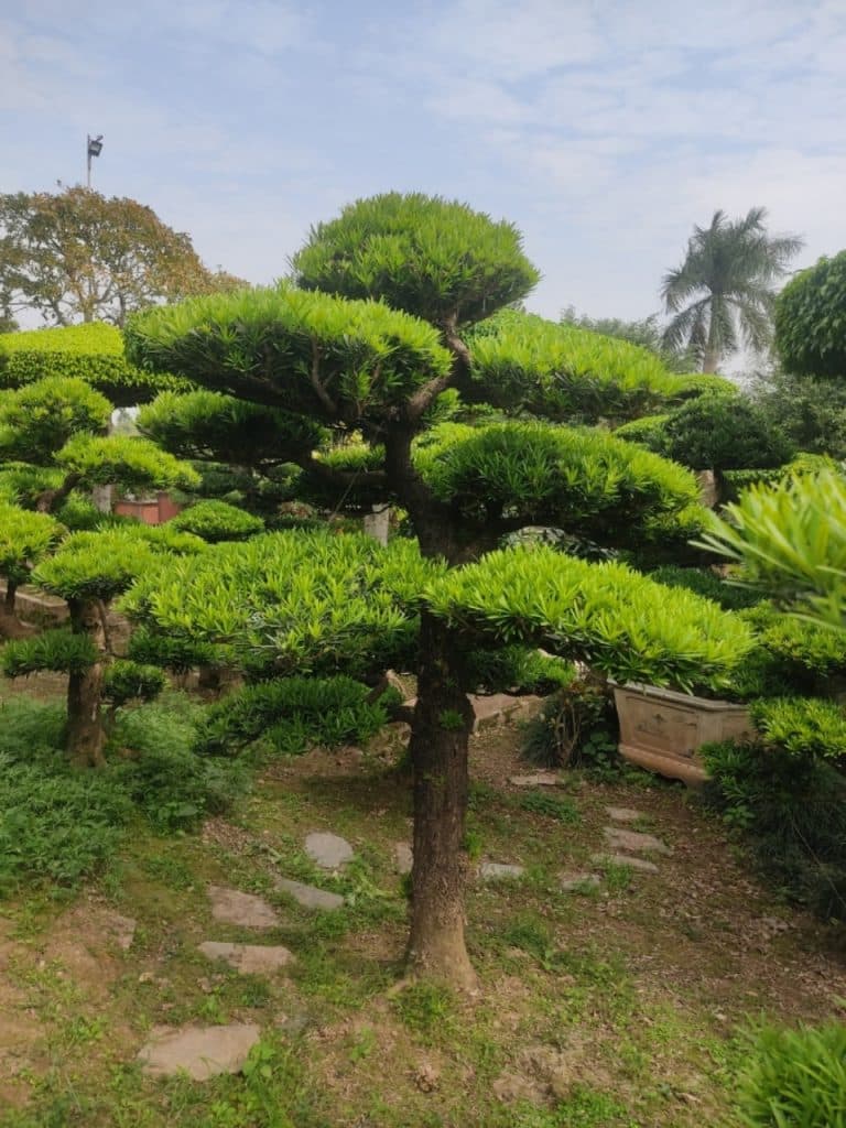 Cây Tùng La Hán Công Trình - Đẹp Mắt và Mang Lại Phúc Lộc