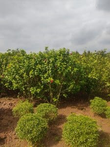 Cây Dâm Bụt Trồng Hàng Rào