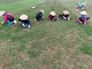 Cỏ gừng thái, Cỏ lá tre, cỏ nhật
