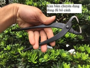 Uốn cây Tùng La Hán cao 2m