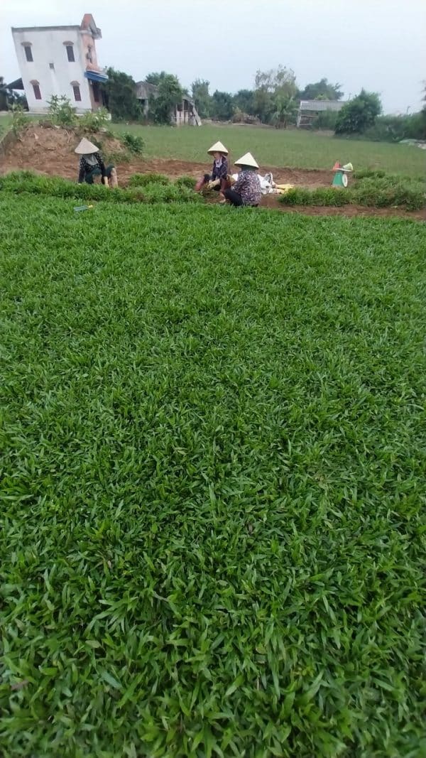thu hoạch Cỏ Lá Tre