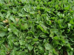 thảm cỏ gừng thái